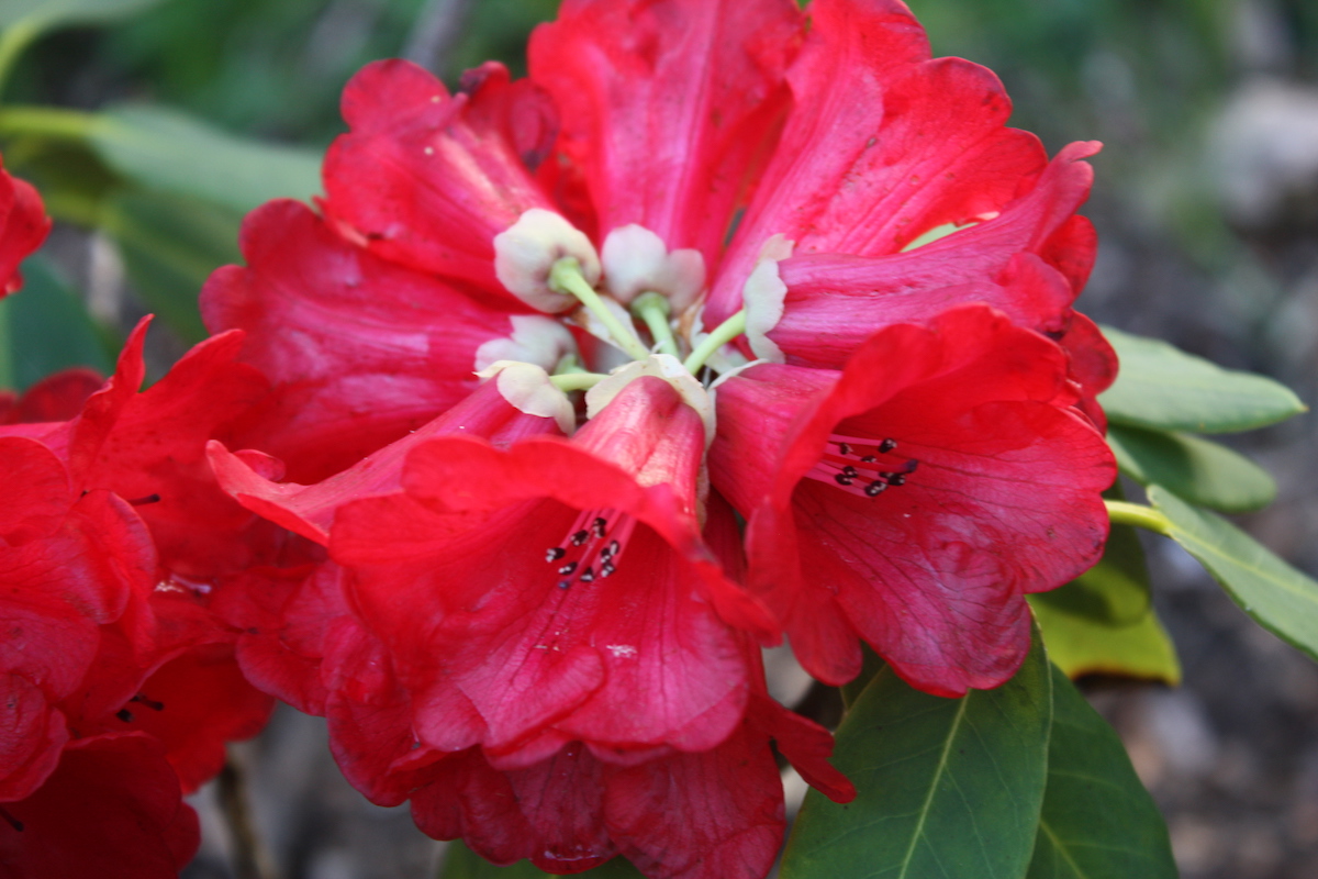 R. hookeri